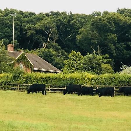 Yellowham Farm, Dorchester Higher Bockhampton Eksteriør billede